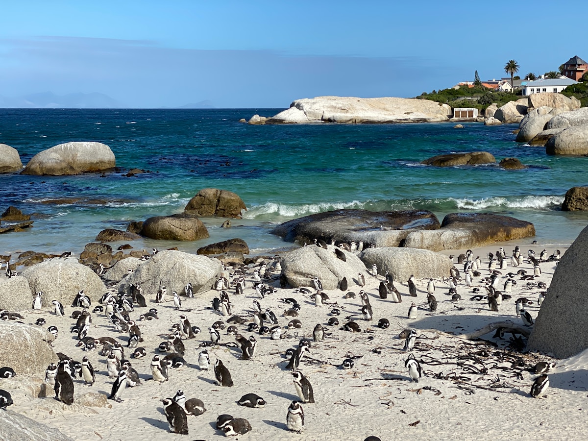 African penguins waddling on the white sand at Boulders Beach with granite boulders in the background