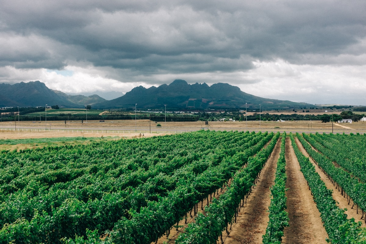 Vineyard rows in the Cape Winelands with the Hottentots Holland mountains in the background
