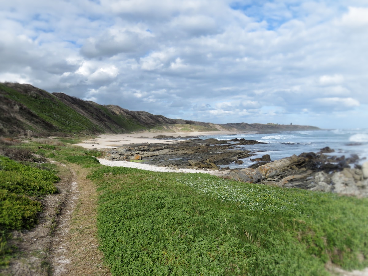 Coastal road winding through lush green landscape on South Africa's Garden Route near the sea