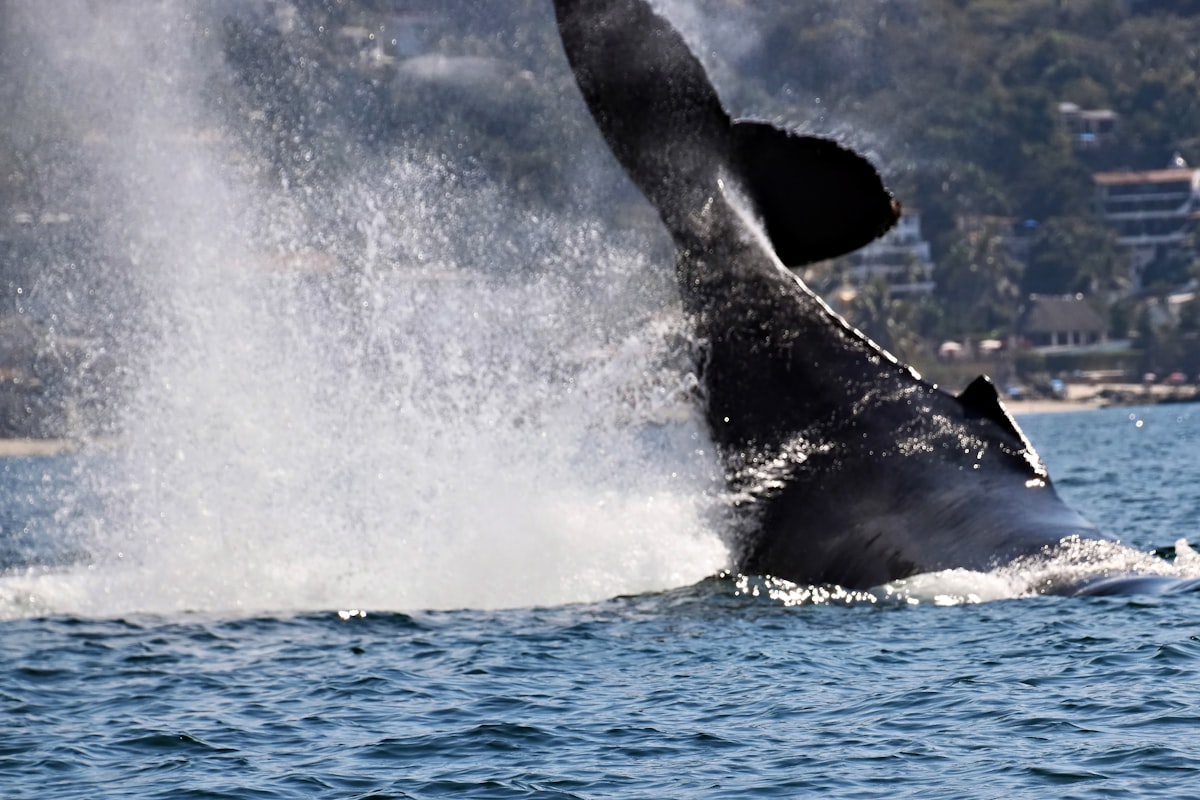 A southern right whale breaching in Walker Bay off Hermanus with the town in the background