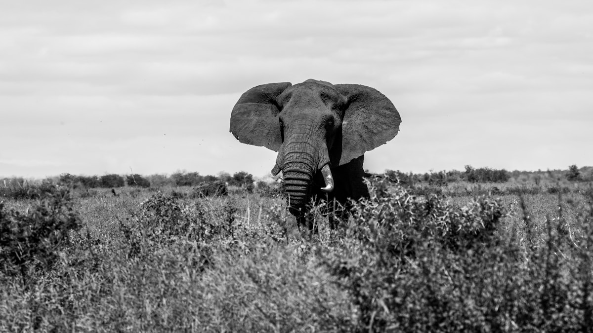 A herd of elephants at a waterhole in Kruger National Park during the dry season