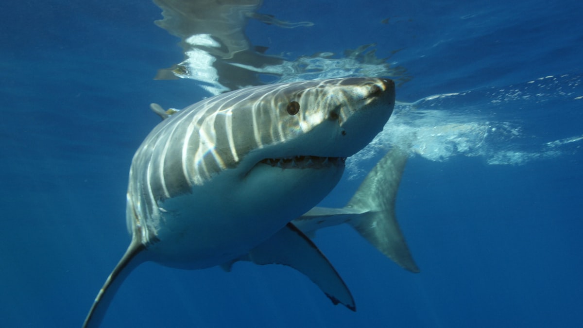 A great white shark approaching a submerged cage off Gansbaai in South Africa